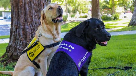 Guide dogs of america - Guide Dogs of America is dedicated to its mission to provide guide dogs and instruction in their use, free of charge, to blind and visually impaired men and …